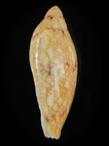 Amoria praetexta 41.92 mm F+++ -67997