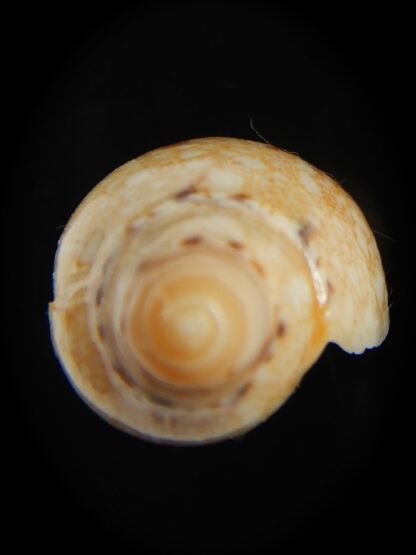 Amoria praetexta 41.92 mm F+++ -67996