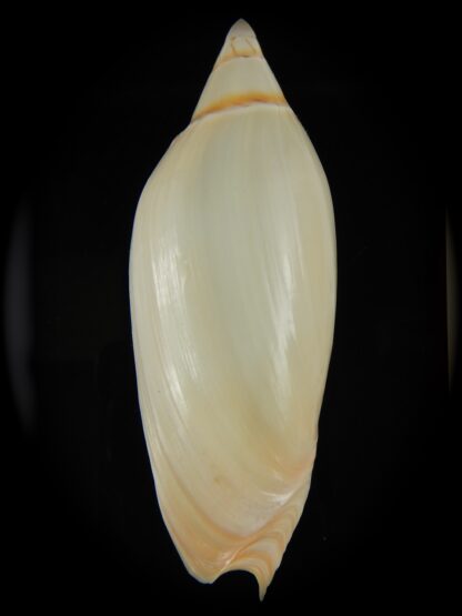 Amoria grayii 102.92 mm Gem-67945
