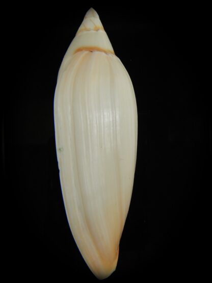 Amoria grayii 102.92 mm Gem-67948