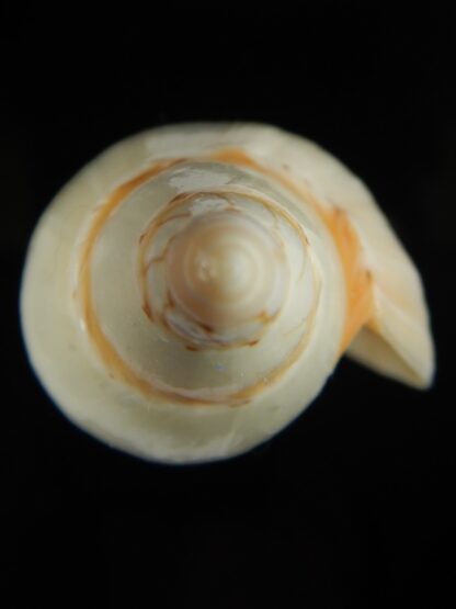 Amoria grayii 102.92 mm Gem-67947
