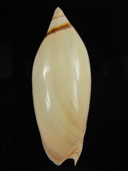 Amoria grayii 87.93 mm Gem-67935