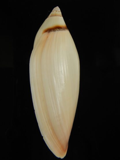 Amoria grayii 87.93 mm Gem-67938