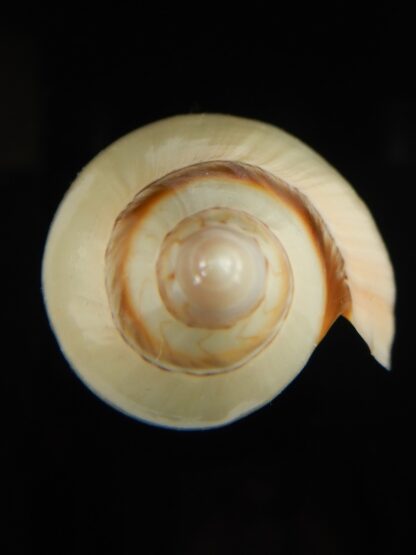Amoria grayii 87.93 mm Gem-67937