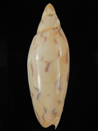 Amoria maculata 91.40 mm Gem-67984