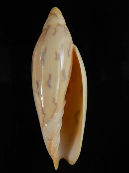 Amoria maculata 91.40 mm Gem-67986