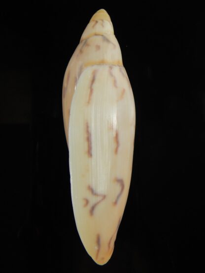 Amoria maculata 91.40 mm Gem-67987