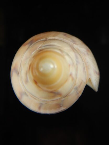 Amoria maculata 91.40 mm Gem-67988
