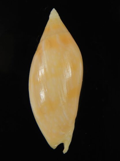 Amoria guttata ... GOLD ... 48.91 mm Gem -67971