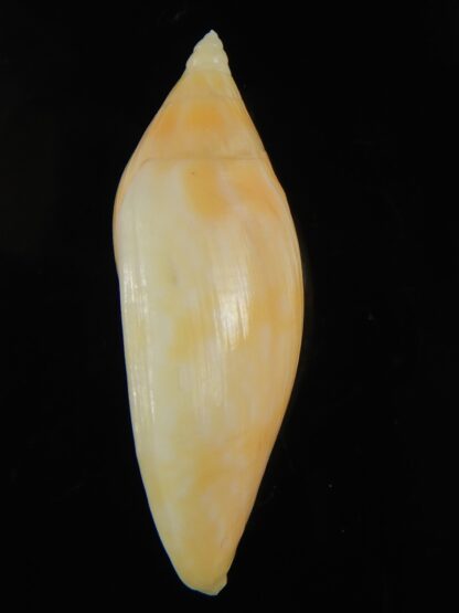 Amoria guttata ... GOLD ... 48.91 mm Gem -67972