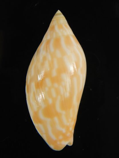 Amoria guttata 44.38 mm Gem-67960