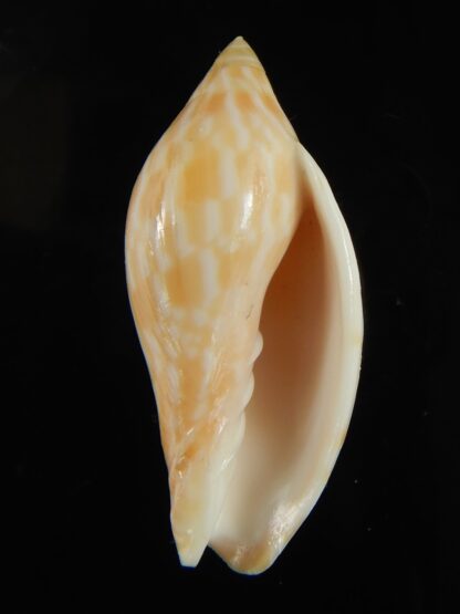 Amoria guttata 44.38 mm Gem-67961