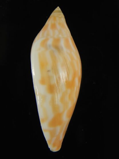 Amoria guttata 44.38 mm Gem-67962