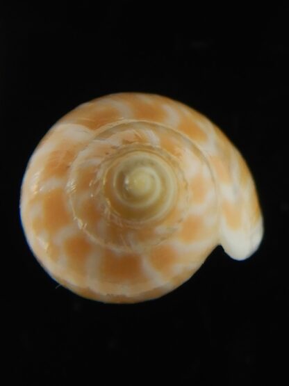 Amoria guttata 44.38 mm Gem-67963