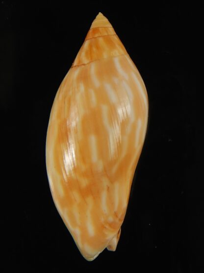 Amoria guttata 43.25 mm Gem-67950