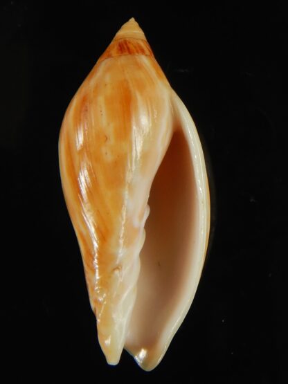 Amoria guttata 43.25 mm Gem-67953