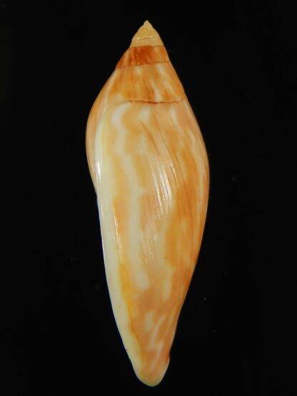 Amoria guttata 43.25 mm Gem-67951