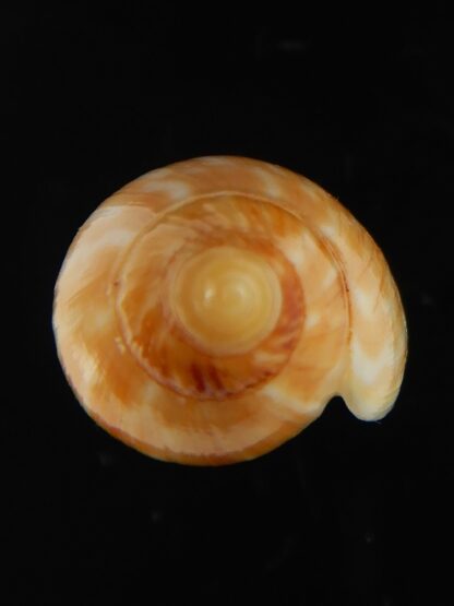 Amoria guttata 43.25 mm Gem-67952