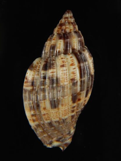 Lyria mitraeformis 42.68 mm Gem-68100