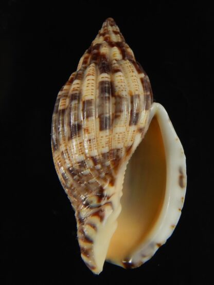 Lyria mitraeformis 42.68 mm Gem-68101