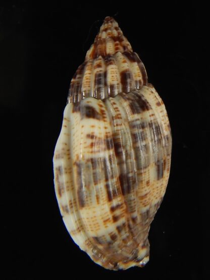 Lyria mitraeformis 42.68 mm Gem-68103