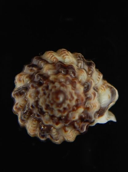 Lyria mitraeformis 42.68 mm Gem-68102