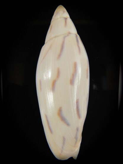 Amoria maculata 87.91 mm Gem-67975