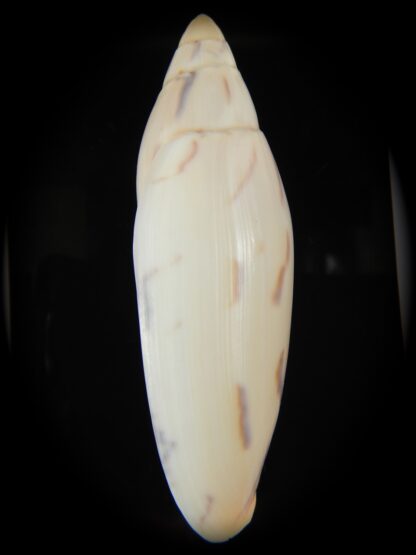 Amoria maculata 87.91 mm Gem-67978