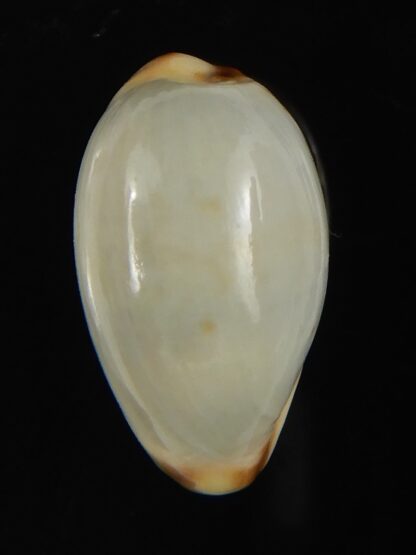 Purpuradusta gracilis macula ... "Blotchless" 20.68 mm Gem-66617