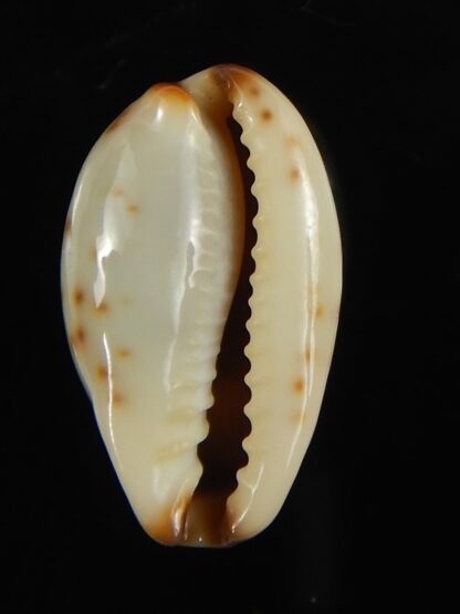 Purpuradusta gracilis macula ... "Blotchless" 20.68 mm Gem-66619