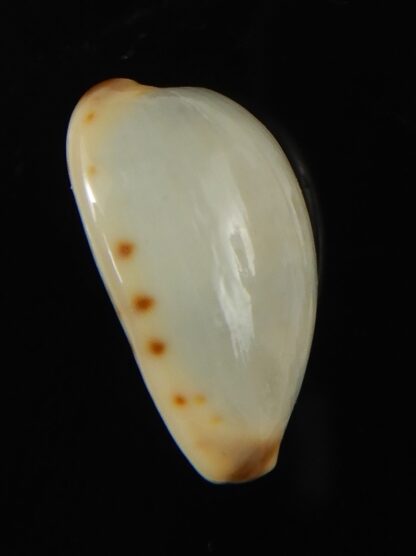 Purpuradusta gracilis macula ... "Blotchless" 20.68 mm Gem-66622