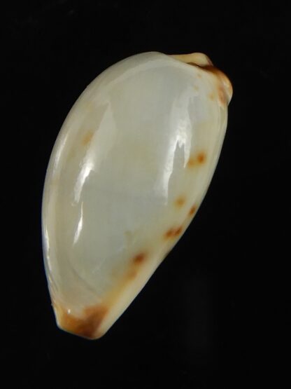 Purpuradusta gracilis macula ... "Blotchless" 20.68 mm Gem-66623