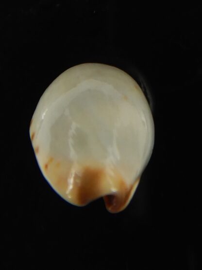 Purpuradusta gracilis macula ... "Blotchless" 20.68 mm Gem-66620