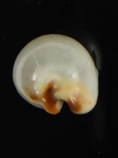 Purpuradusta gracilis macula ... "Blotchless" 20.68 mm Gem-66621