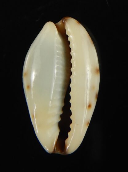 Purpuradusta gracilis macula ... "SP pattern" 21.55 mm Gem-66637