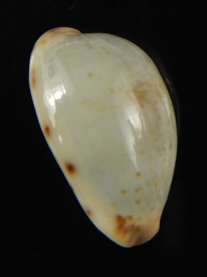 Purpuradusta gracilis macula ... "SP pattern" 21.55 mm Gem-66635