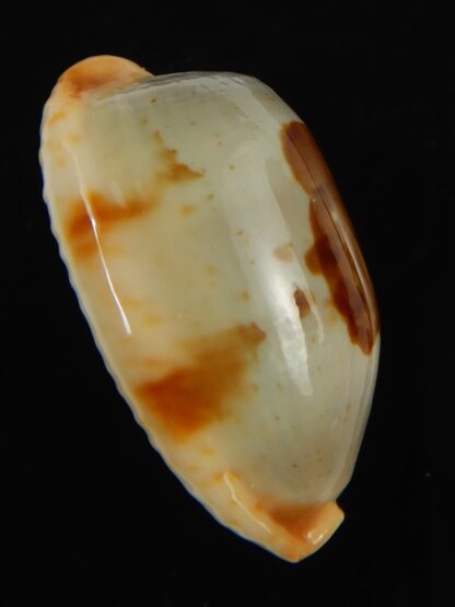 Bistolida stolida dampieria 29.43 mm Gem-66493