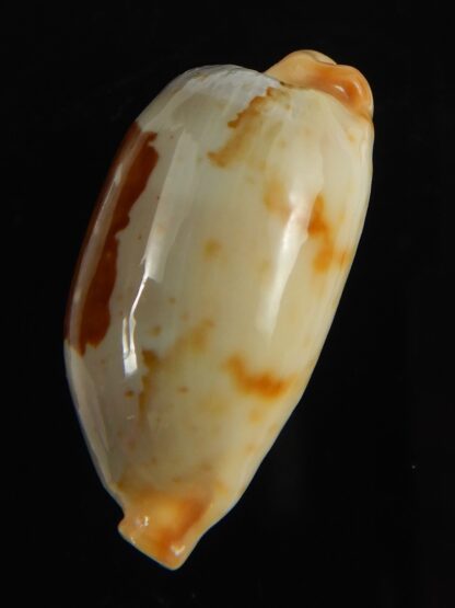 Bistolida stolida dampieria 29.43 mm Gem-66492