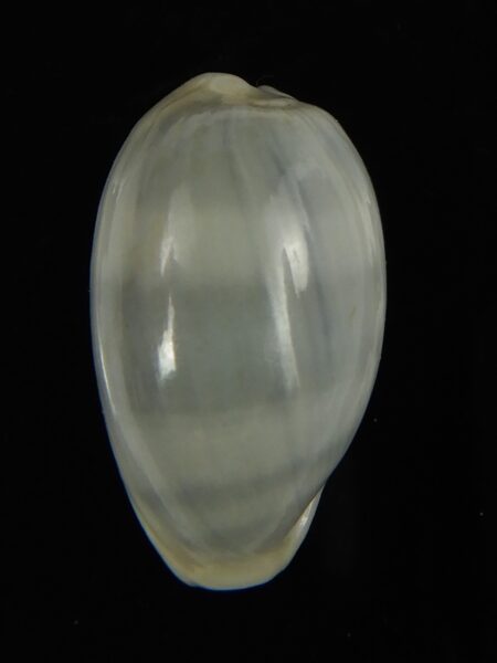 Erronea errones azurea 26.62 mm Gem-66505