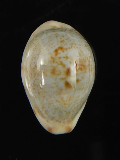 Purpuradusta gracilis hilda 17.54 mm Gem-66603