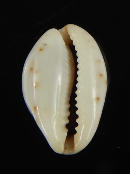 Purpuradusta gracilis hilda 17.54 mm Gem-66609
