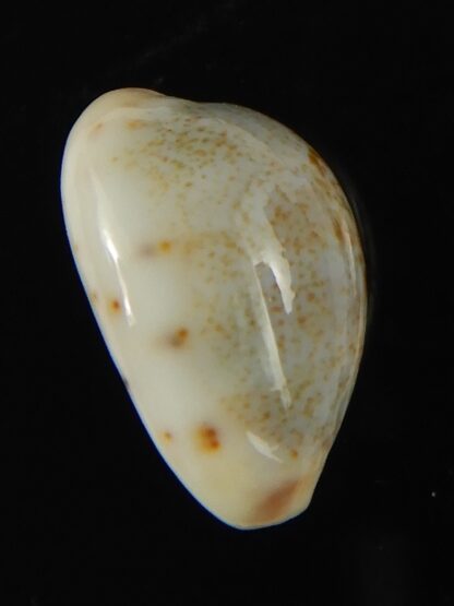 Purpuradusta gracilis hilda 17.54 mm Gem-66607