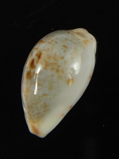 Purpuradusta gracilis hilda 17.54 mm Gem-66605