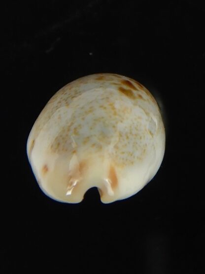 Purpuradusta gracilis hilda 17.54 mm Gem-66608