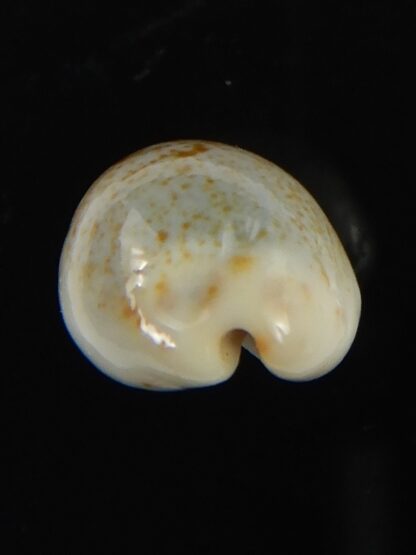 Purpuradusta gracilis hilda 17.54 mm Gem-66606