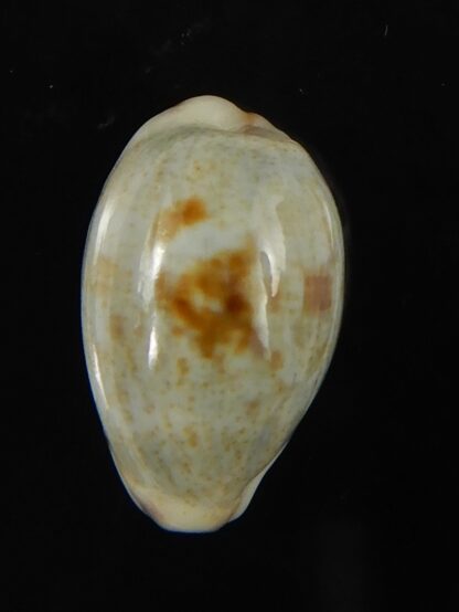 Purpuradusta gracilis hilda 16.91 mm Gem-66561