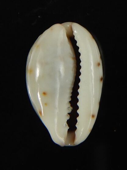 Purpuradusta gracilis hilda 16.91 mm Gem-66563
