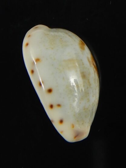 Purpuradusta gracilis hilda 16.91 mm Gem-66564