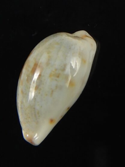 Purpuradusta gracilis hilda 16.91 mm Gem-66567