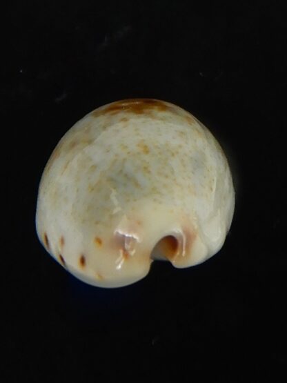 Purpuradusta gracilis hilda 16.91 mm Gem-66565